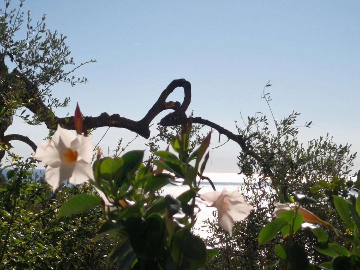 Florinda Lemon'S Suite Cervo Esterno foto